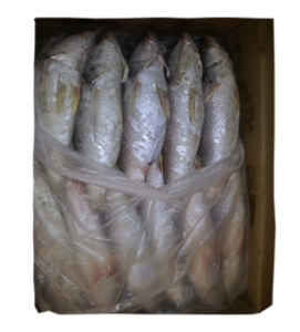 Pallette poisson Bar calada 20kg