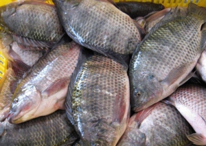 Poisson CARPE -1 kg