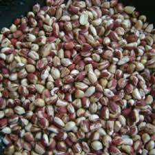Arachides bicolores – 1 Seau de 5 L