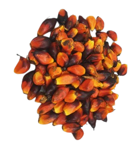 Noix de palme – 1 tas