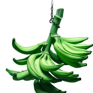 Plantain vert – Régime moyen
