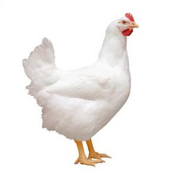 [STLALTGE-VIPBIR-0010] Poulet de ferme vivant entier