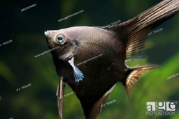 [STLALTGE-VIPFIS-0012] Angelfish fumé la pièce