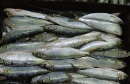 [STLALTGE-VIPFIS-0016] Pallette poisson Sardine - 22kg