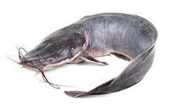[STLALTGE-VIPFIS-0024] Poisson MACHOIRON- 1kg